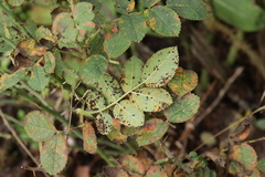 Phragmidium tuberculatum