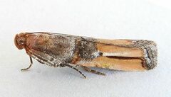 Dasypyga alternosquamella