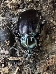 Sphaeroderus stenostomus