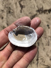 Glebula rotundata