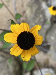 Rudbeckia triloba