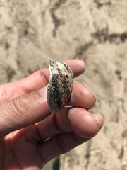 Glebula rotundata