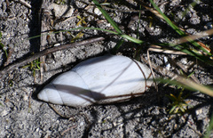 Euglandina rosea