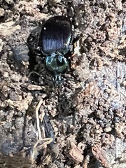 Sphaeroderus stenostomus