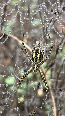 Argiope