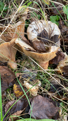 Lactarius alnicola