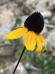 Rudbeckia triloba