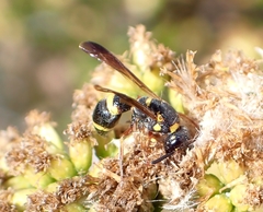 Parancistrocerus perennis