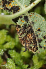 Phragmidium tuberculatum