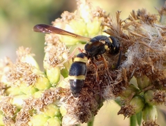 Parancistrocerus perennis