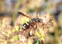 Parancistrocerus perennis