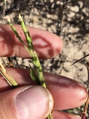 Paspalum acuminatum