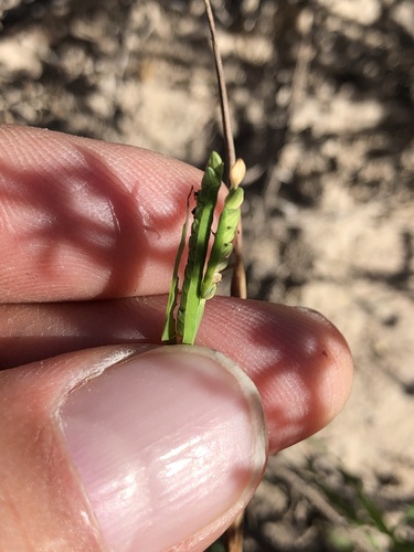 Image of Paspalum acuminatum by (c) Dan Johnson, some rights reserved (CC BY)