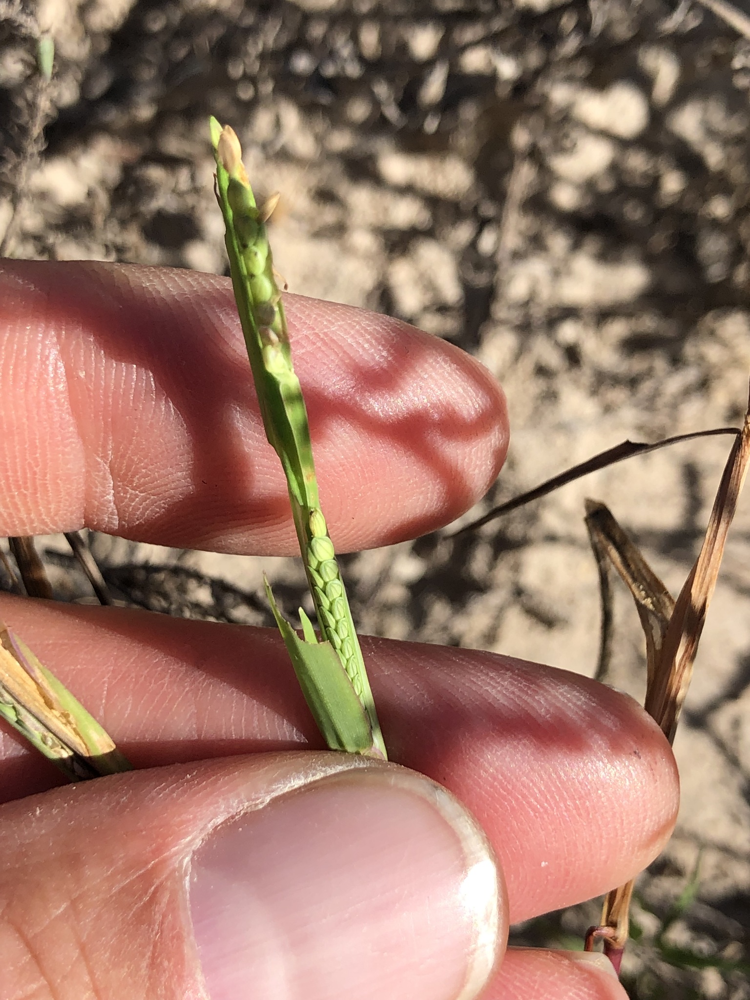 Brook Crowngrass (Paspalum acuminatum)