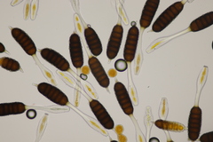 Phragmidium tuberculatum