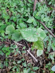 Caladium bicolor
