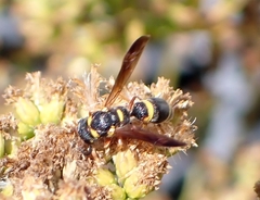 Parancistrocerus perennis