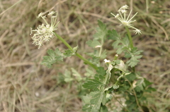 Selineae