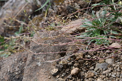 Draba cinerea