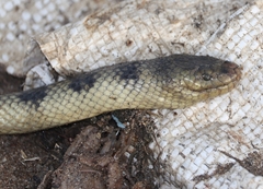 Hydrophis cyanocinctus
