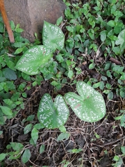 Caladium bicolor