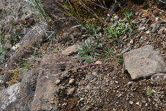 Draba cinerea