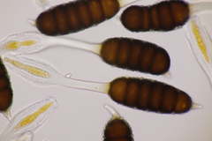 Phragmidium tuberculatum