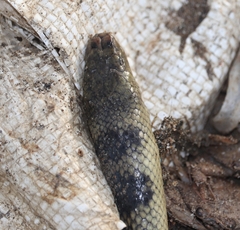 Hydrophis cyanocinctus