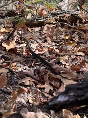Lampropeltis holbrooki