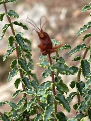 Hypericum balearicum