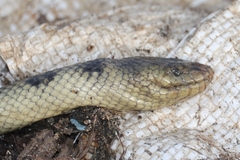 Hydrophis cyanocinctus