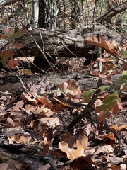 Lampropeltis holbrooki