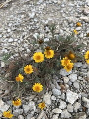 Thymophylla tenuiloba