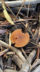 Tubaria furfuracea