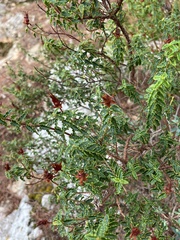 Hypericum balearicum