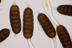 Phragmidium tuberculatum