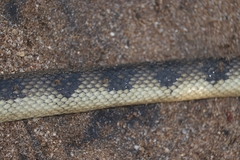 Hydrophis cyanocinctus