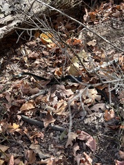 Lampropeltis holbrooki