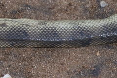 Hydrophis cyanocinctus