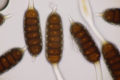 Phragmidium tuberculatum