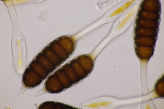 Phragmidium tuberculatum