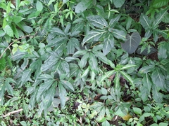 Syngonium
