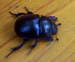 Trypocopris