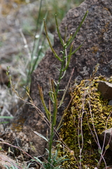Erysimum pallasii