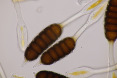 Phragmidium tuberculatum