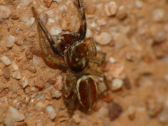 Icius hamatus