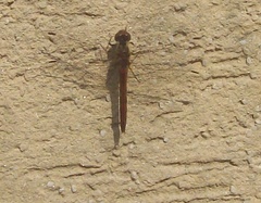 Libellulidae