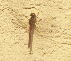 Libellulidae