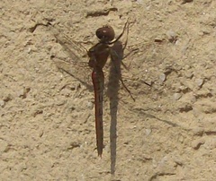 Libellulidae