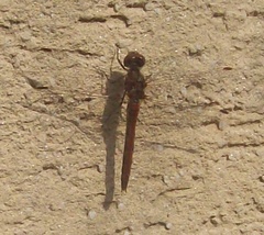 Libellulidae